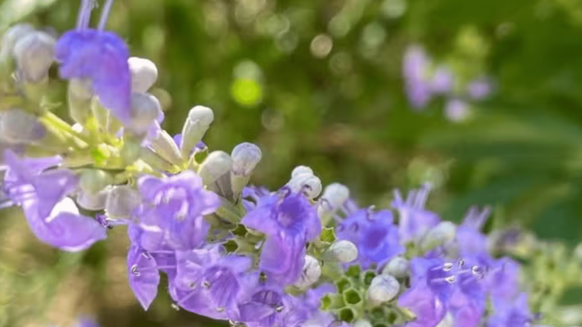 portal plural usada desde a antiguidade, árvore da castidade era associada à redução da libido