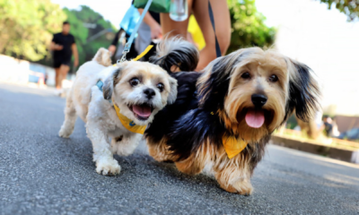 portal plural cotrirosa promove pet day com cãominhada e feira de adoção em santa rosa