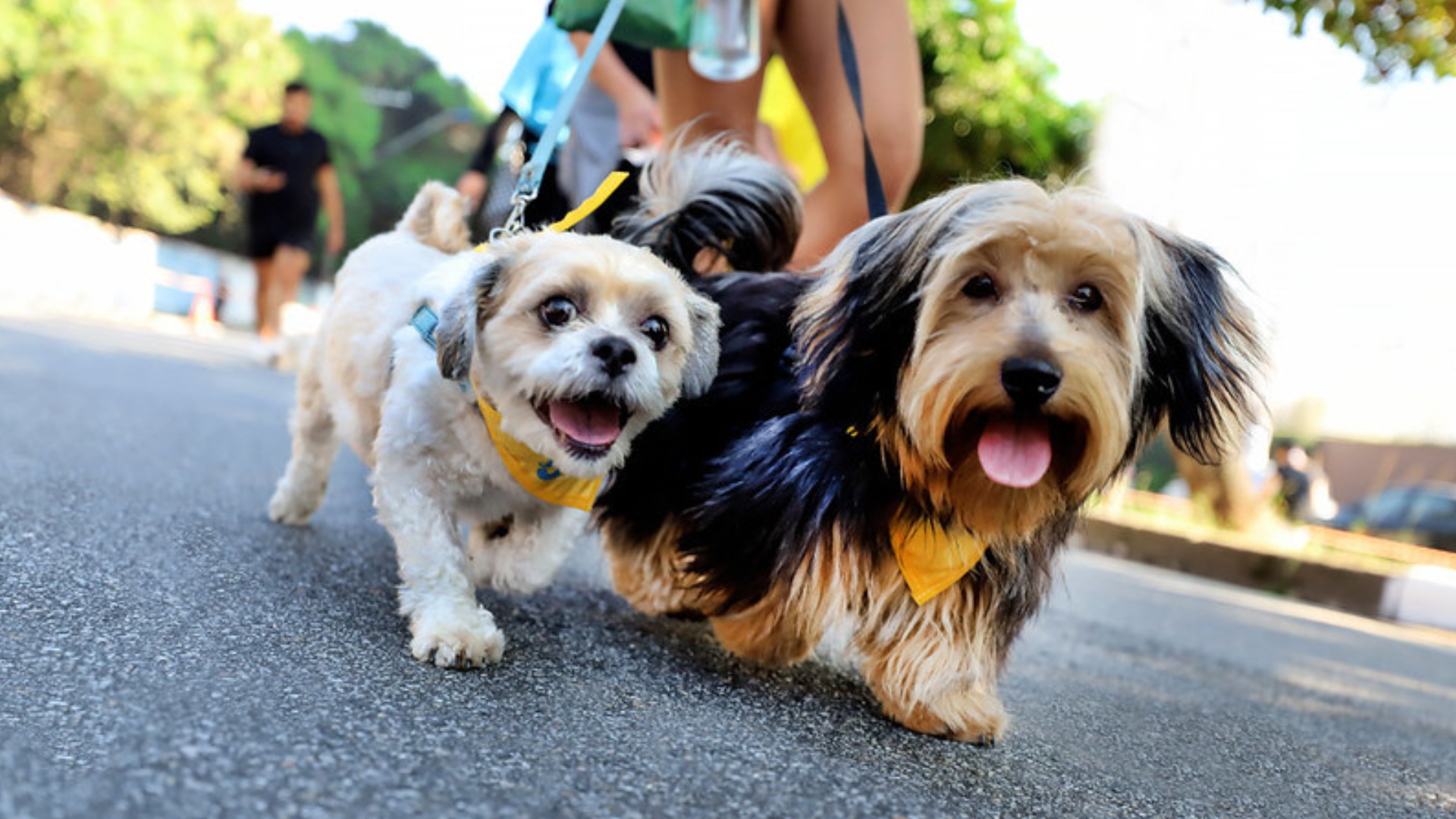 portal plural cotrirosa promove pet day com cãominhada e feira de adoção em santa rosa