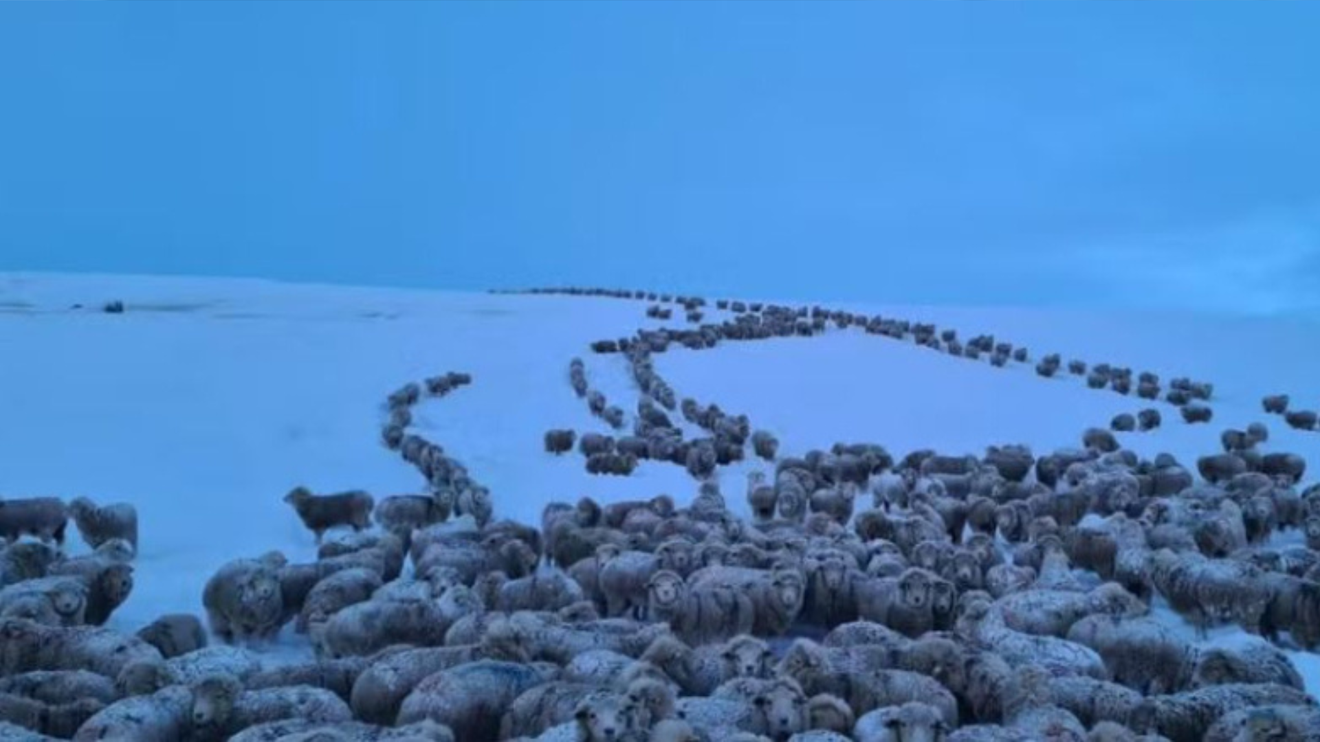 portal plural frio extremo na patagônia argentina congela animais; entenda fenômeno