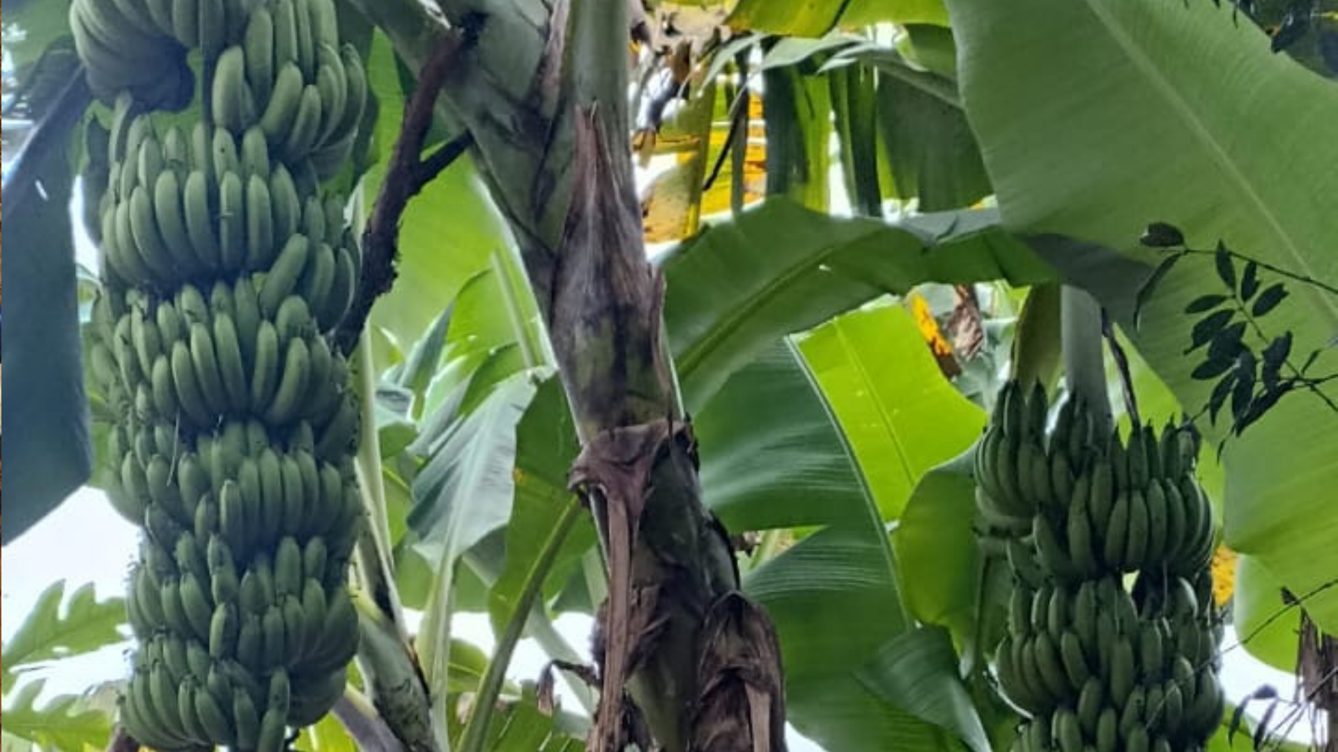 portal plural morador de porto mauá se surpreende com cachos de banana gigantes lado a lado