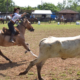 portal plural rodeio crioulo em santa rosa três dias de tradição e r$ 50 mil em prêmios