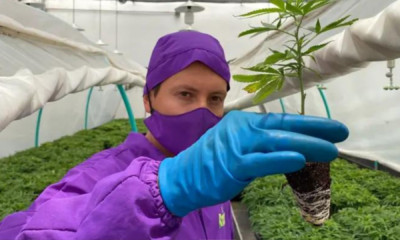 portal plural como brasil virou maior comprador da maconha medicinal da colômbia