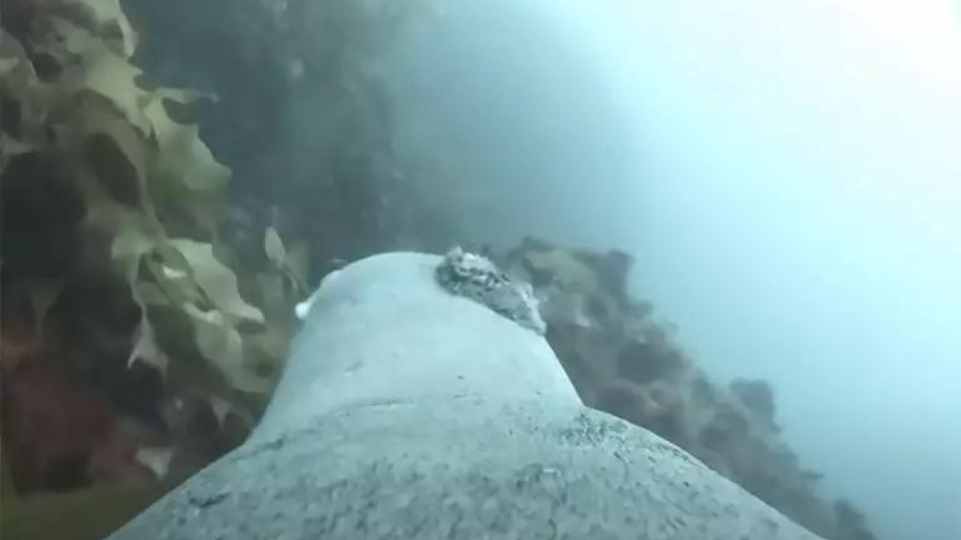 portal plural leões marinhos ajudam cientistas a mapear o fundo dos oceanos