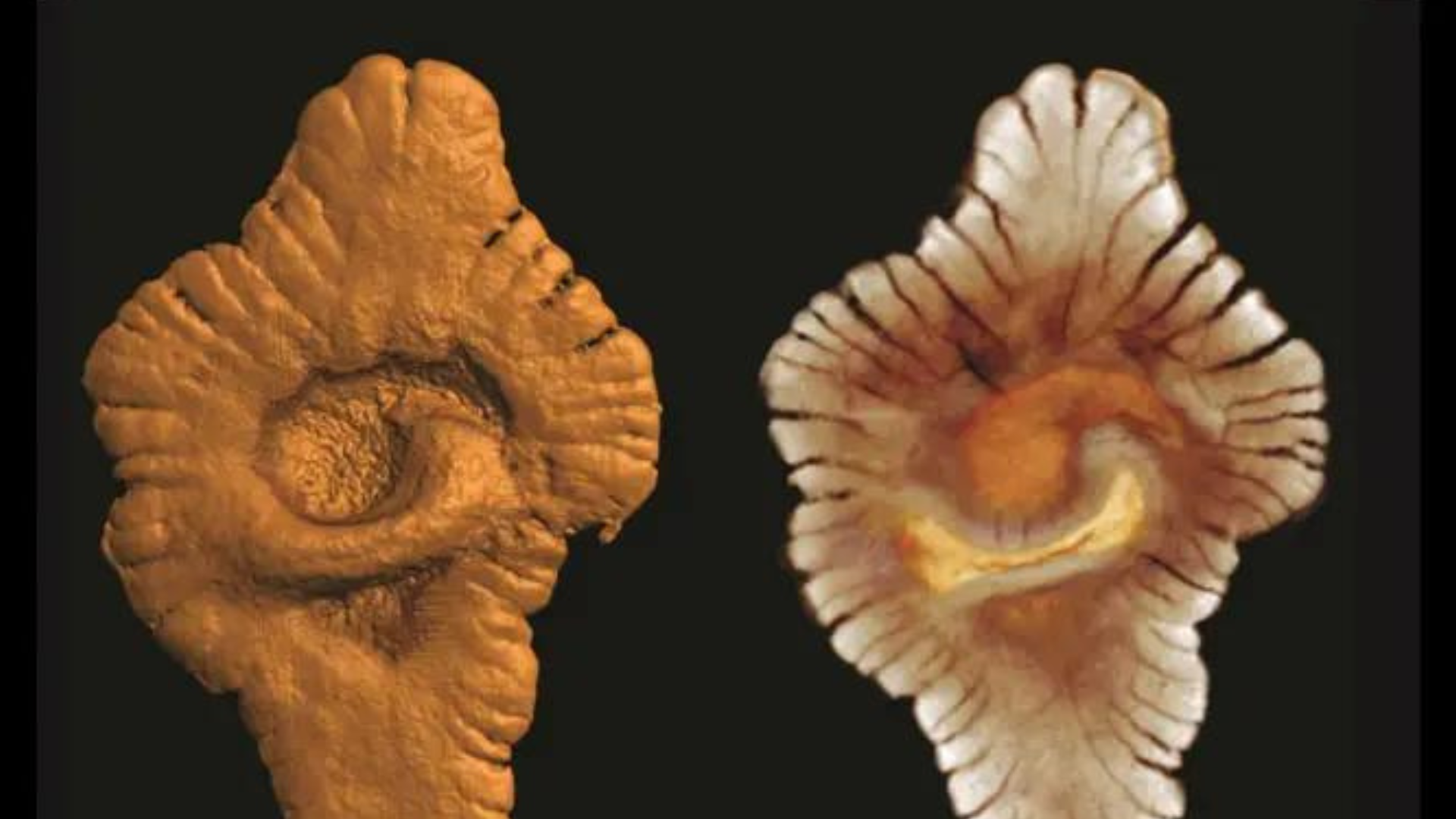 portal plural por que alguns cientistas acreditam que vida na terra é mais antiga do que se pensava