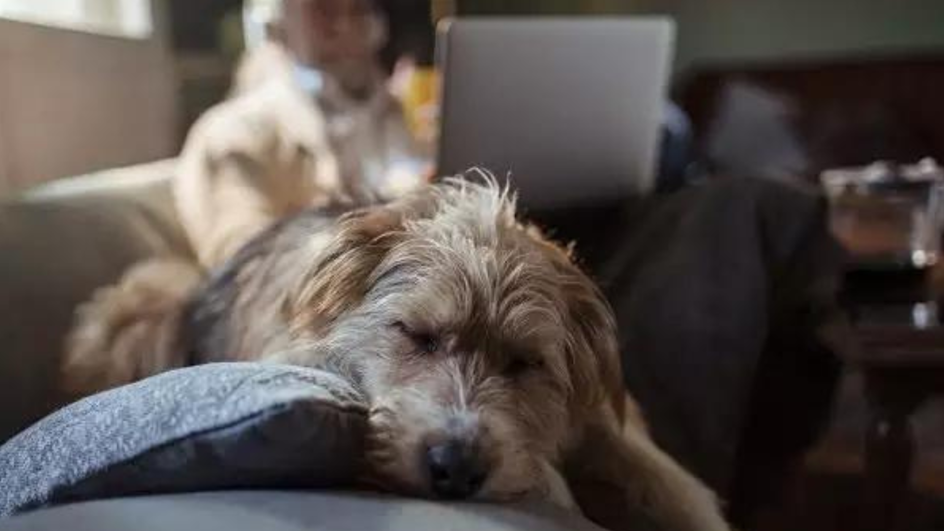 portal plural conexão intensa com cachorro reduz risco de depressão e ansiedade