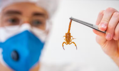 portal plural 5 animais peçonhentos mais perigosos do brasil causam 451 mortes e 340 mil ataques por ano; veja lista e dicas