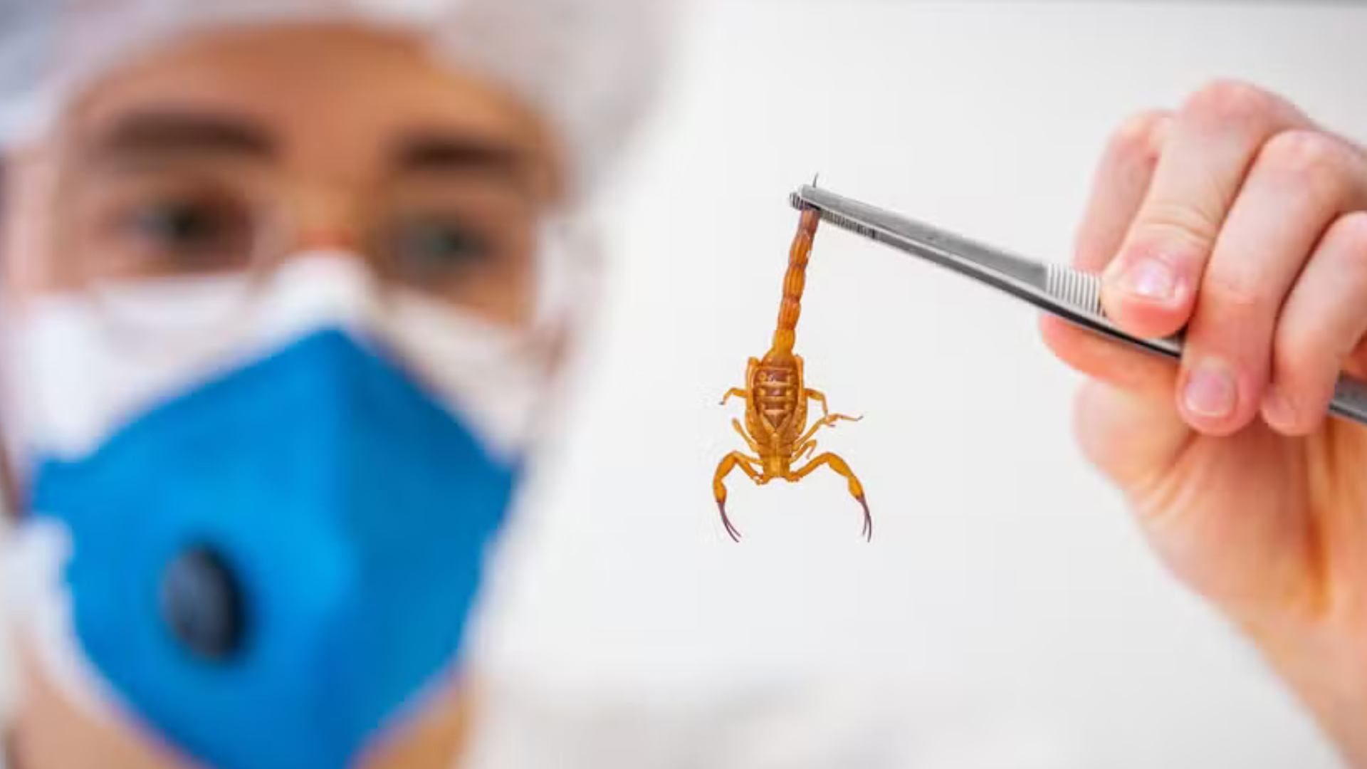 portal plural 5 animais peçonhentos mais perigosos do brasil causam 451 mortes e 340 mil ataques por ano; veja lista e dicas