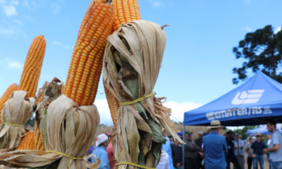 portal plural acaba nessa quinta feira (1909), o prazo de inscrição para o programa troca troca de sementes de milho e sorgo. o projeto, que auxilia a produtores de todo o rio grande do sul, atual