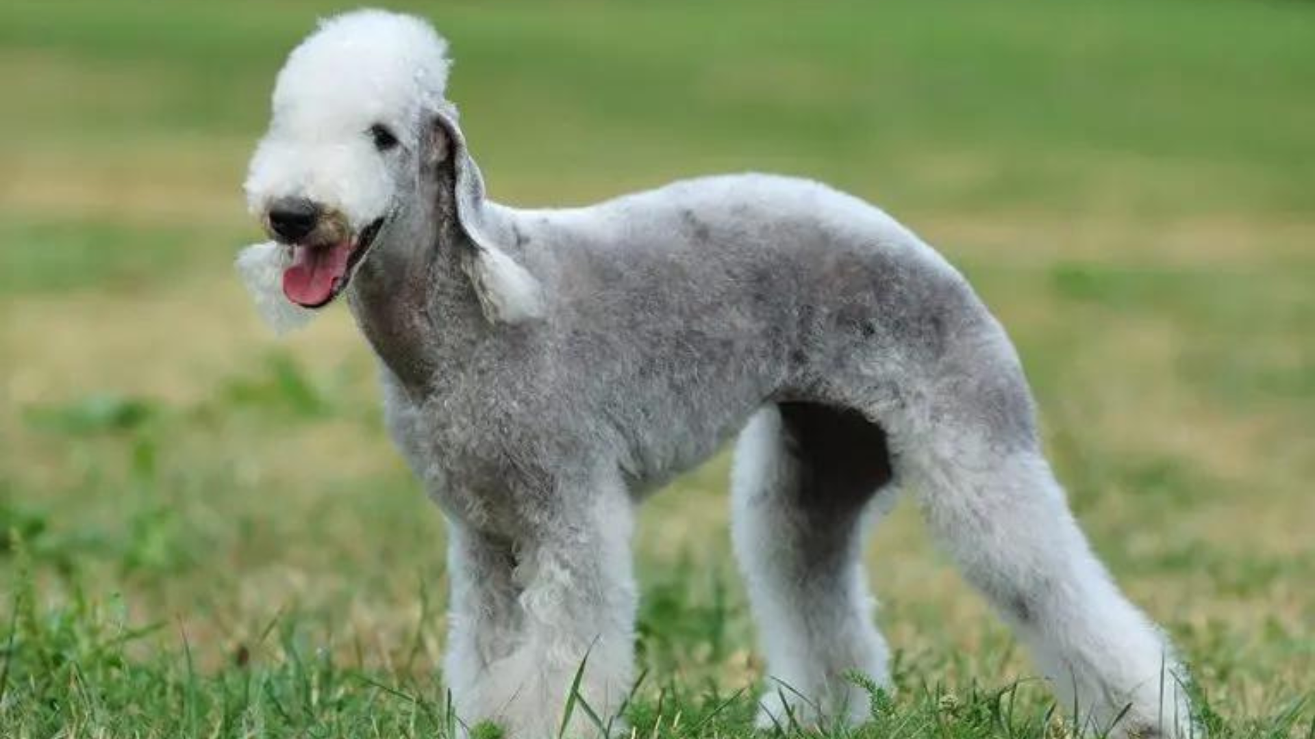 portal plural as 10 misturas de raças de cachorros mais inusitadas do mundo