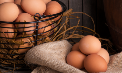 portal plural como usar a lanterna do celular para verificar se um ovo está estragado