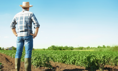 portal plural estiagem e queimadas devem elevar novamente os preços dos alimentos