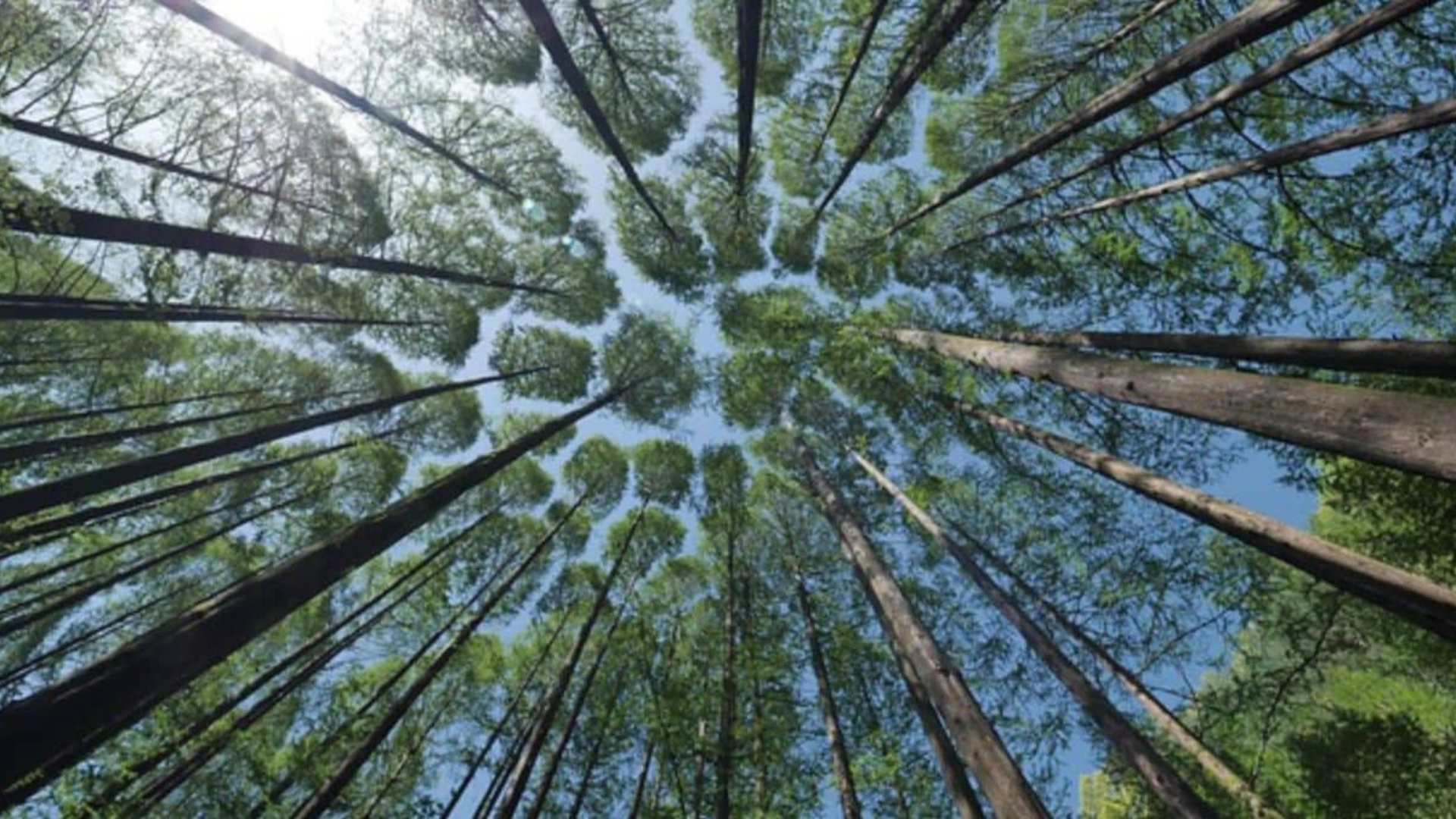 portal plural fraca demanda por produtos de baixo carbono prejudica o investimento verde