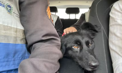 portal plural idoso é preso suspeito de estuprar cadela na praia do flamengo