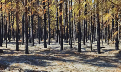 portal plural incêndio destrói parte de floresta 'lápis de cor' da faber castell em mg