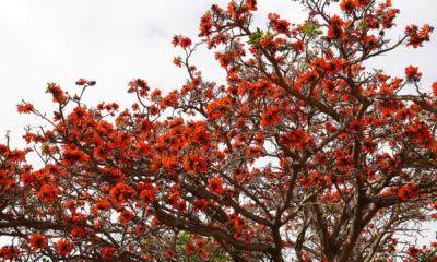 portal plural pela 1ª vez, espécies de árvore têm o nome mudado para evitar termo ofensivo a negros