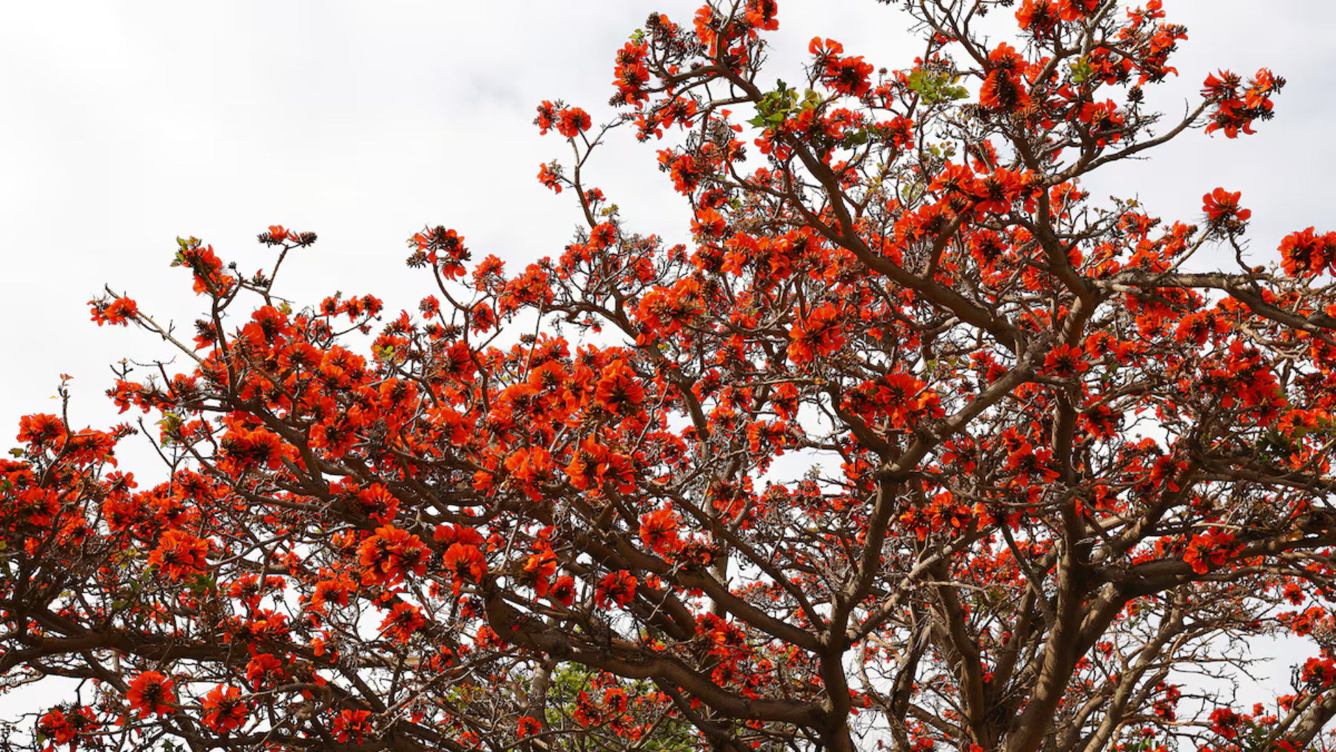 portal plural pela 1ª vez, espécies de árvore têm o nome mudado para evitar termo ofensivo a negros