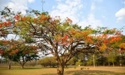 portal plural primavera chega e deve dar trégua a secura e as queimadas no país