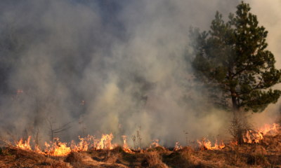 portal pluralo brasil registrou 68.635 focos de queimadas em agosto, conforme dados do programa queimadas do instituto nacional de pesquisas espaciais (inpe). este é o pior resultado para o mês de