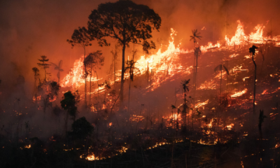 portal plural Área de floresta nativa atingida pelo fogo na amazônia cresce 132% em agosto, aponta relatório