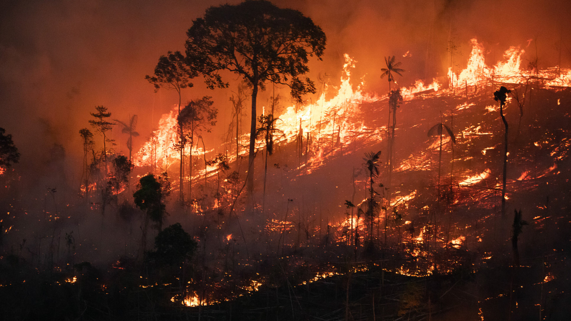 portal plural Área de floresta nativa atingida pelo fogo na amazônia cresce 132% em agosto, aponta relatório