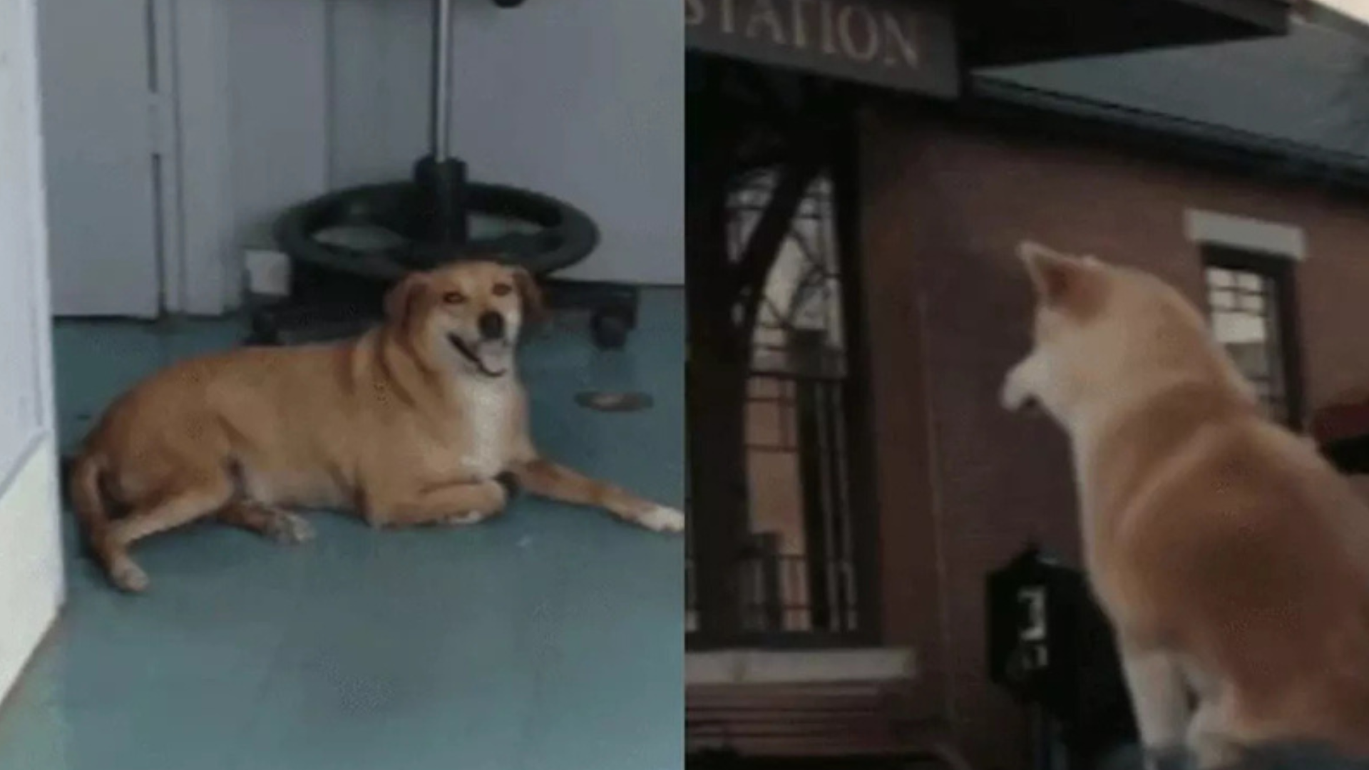 portal plural cachorro espera na porta do hospital pela dona falecida há oito anos