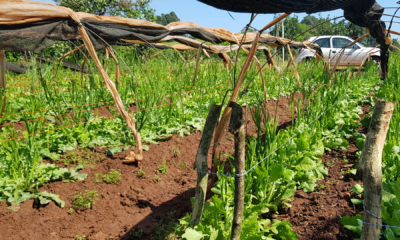 portal plural candidatos denunciam ataque a tiros em independência (1)