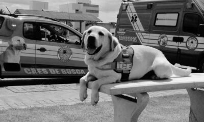 cotidiano primeiro cao salva vidas do brasil morre aos 15 anos em sc 2 821