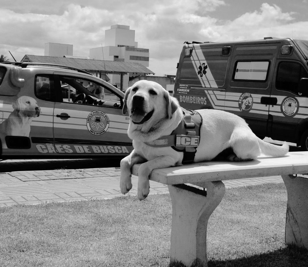 cotidiano primeiro cao salva vidas do brasil morre aos 15 anos em sc 2 821