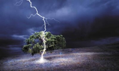 o que acontece se uma arvore for atingida por um raio 1 1