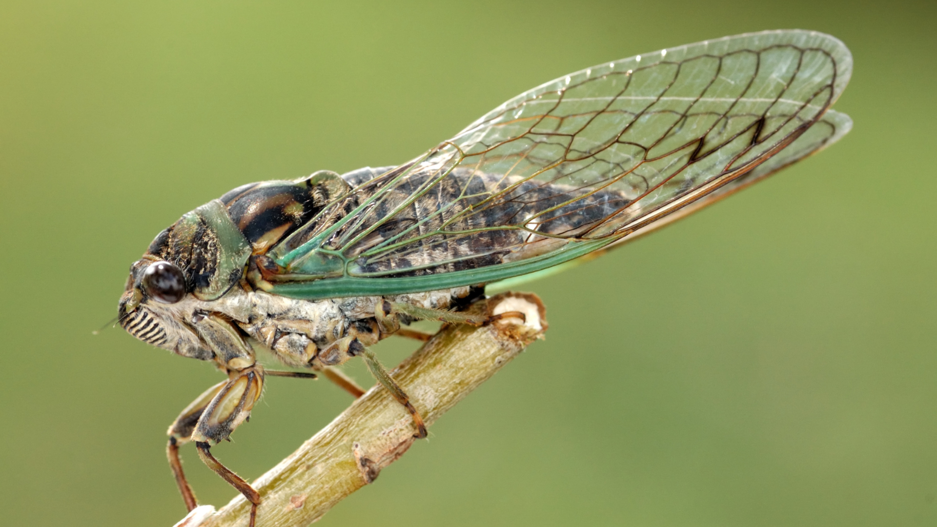 portal plural o canto das cigarras realmente indica a chegada da chuva