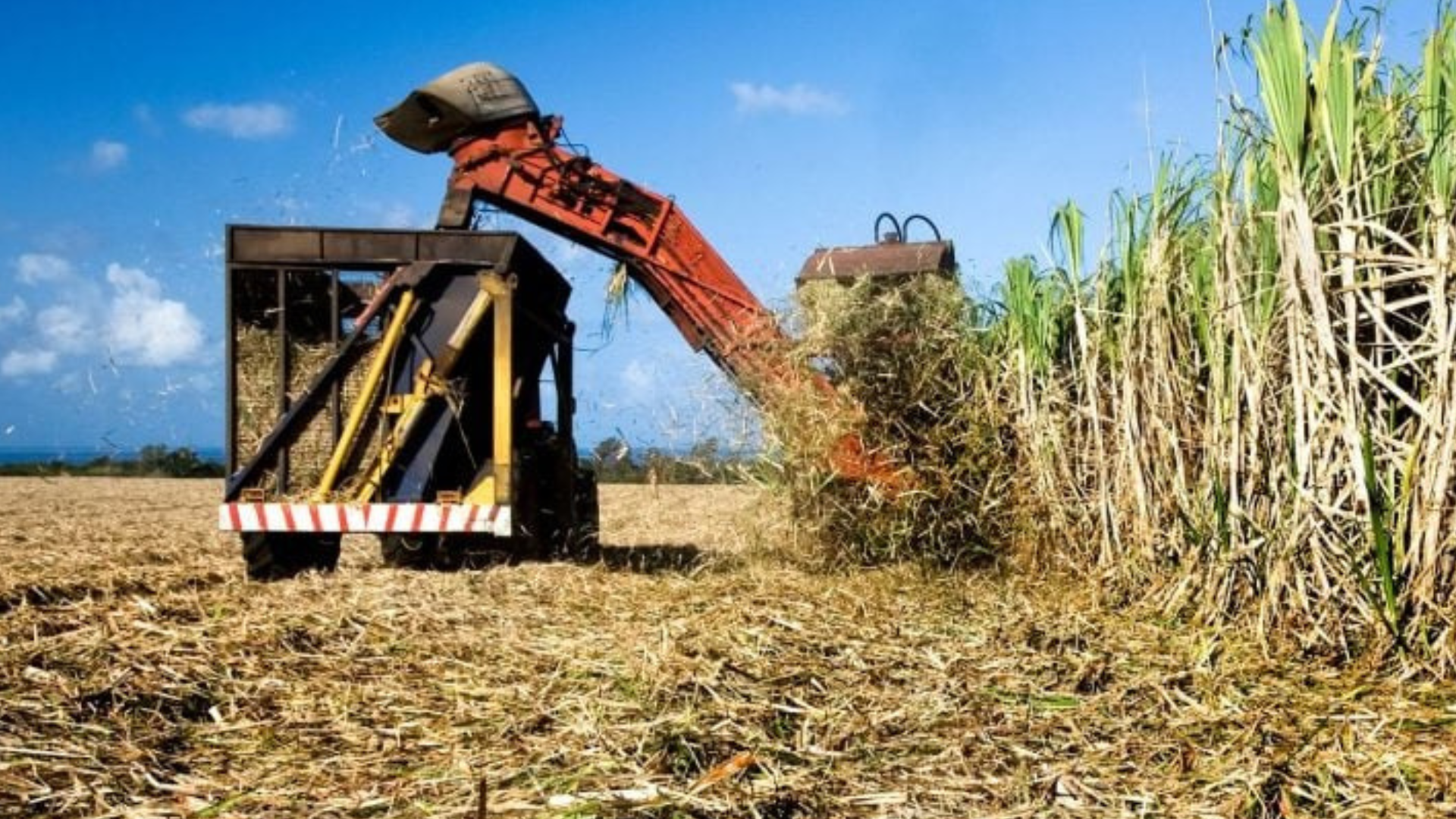 portal plural usina de cana na argentina quer ser como as brasileiras para movimentar us$ 2 bi