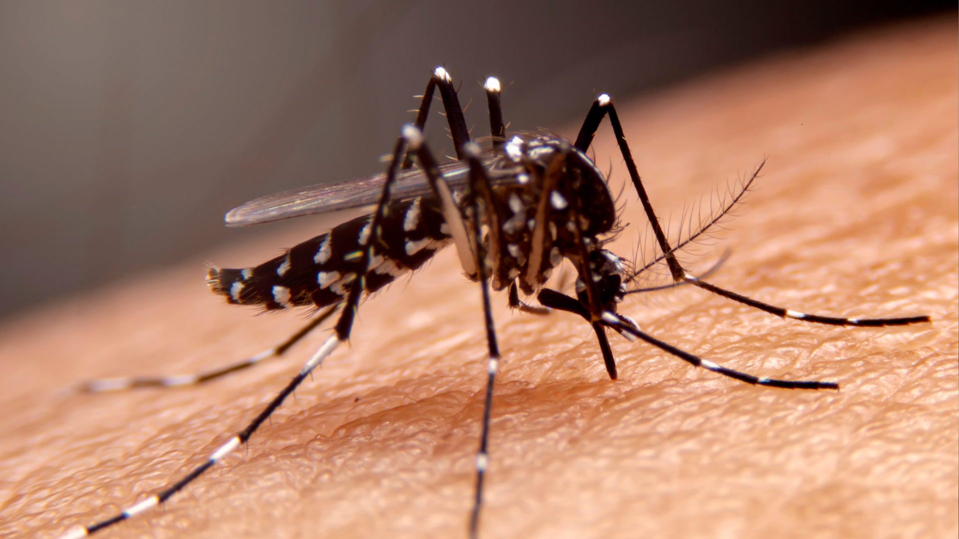 portal plural dengue