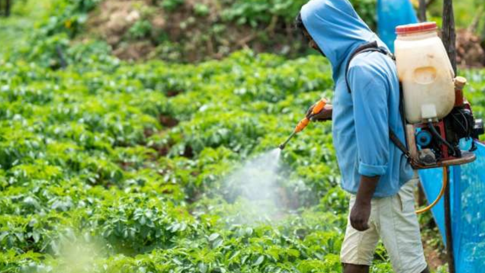 portal plural pesquisadores dos estados unidos identificaram 22 pesticidas que estão consistentemente associados ao aumento do risco de câncer de próstata. dentre esses, quatro também foram relac