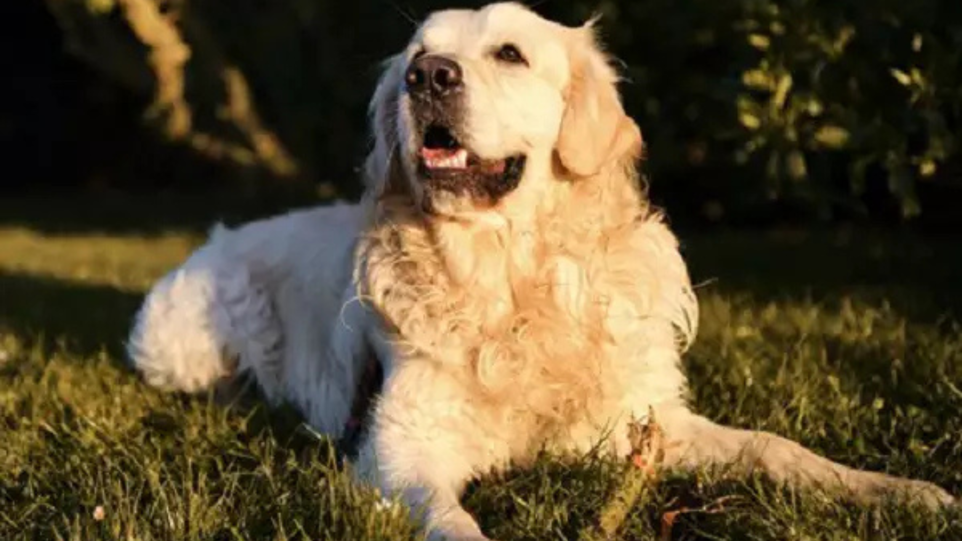 portal plural justiça gaúcha determina guarda compartilhada de cachorra em ação de divórcio
