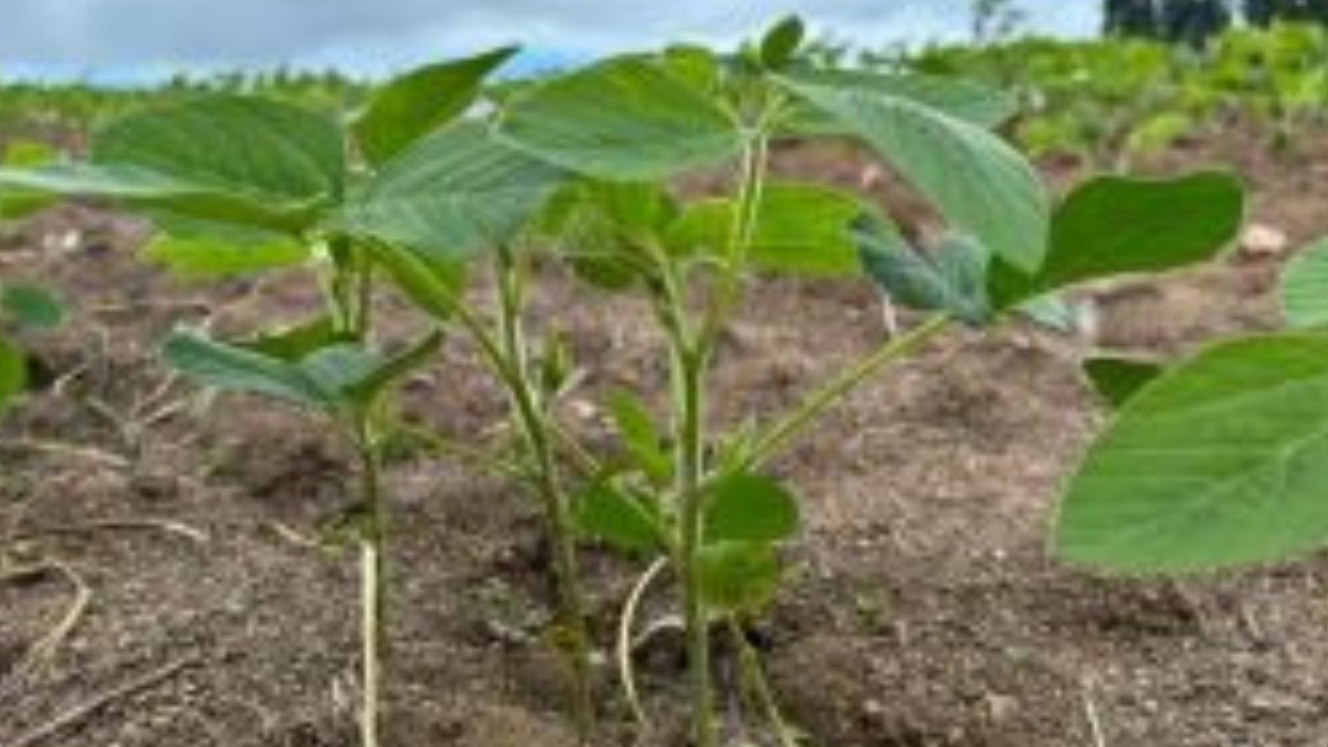 portal plural plantio da soja no rs se aproxima do final