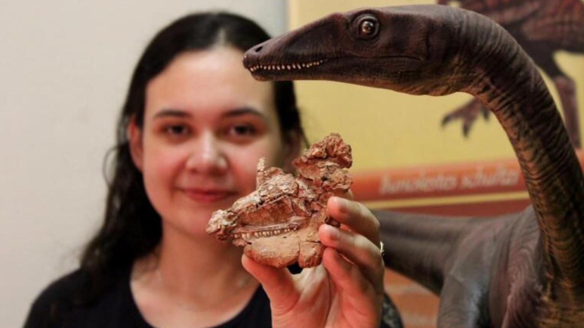 portal plural ufsm revela crânio de dinossauro que habitou o rs há aproximadamente 230 milhões de anos