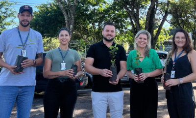 portal plural arboriza santa rosa programa de arborização inicia no município