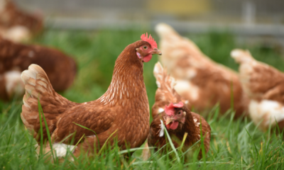 portal plural aumento de 350% no preço dos ovos leva americanos a alugar galinhas