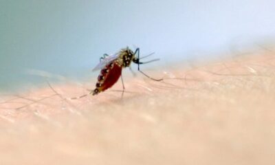 mosquito aedes aegypti e o transmissor da doenca foto fiocruz imagens