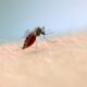 mosquito aedes aegypti e o transmissor da doenca foto fiocruz imagens